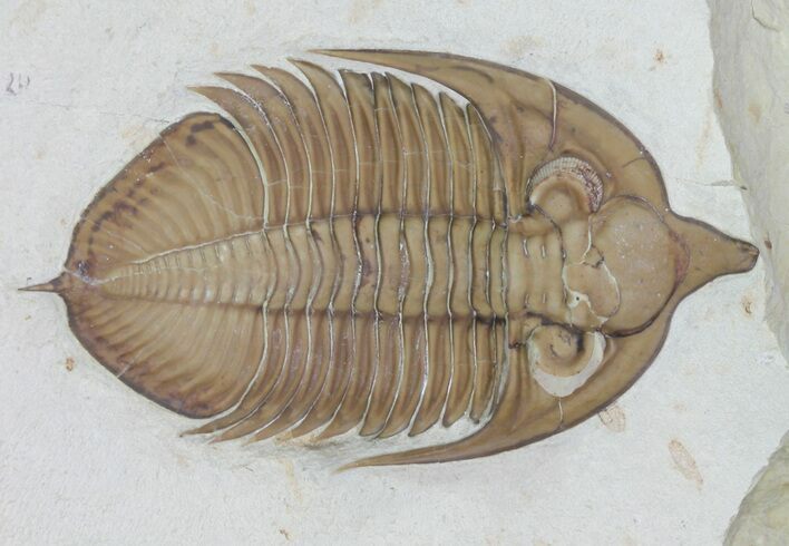 Huntonia Trilobite - Black Cat Mountain, Oklahoma #61689